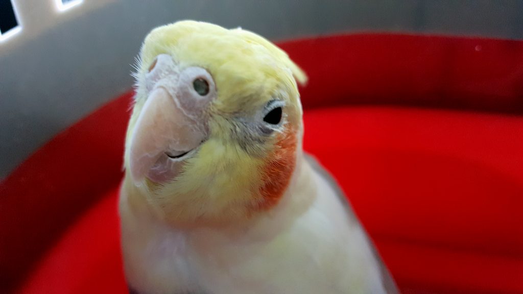 How Much Sleep Does a Bird Need? Paco Parrot's Blog