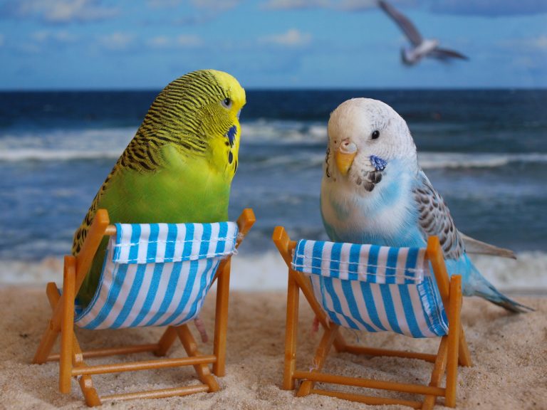 tan all birds