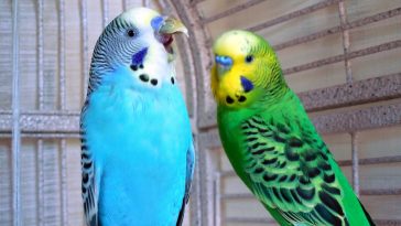 Singing Parakeets! – Paco Parrot's Blog