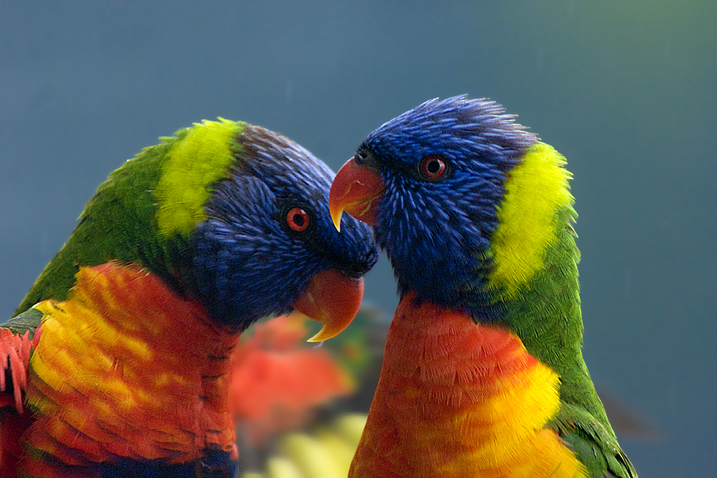 Lorie and Lorikeet Cages – Paco Parrot's Blog