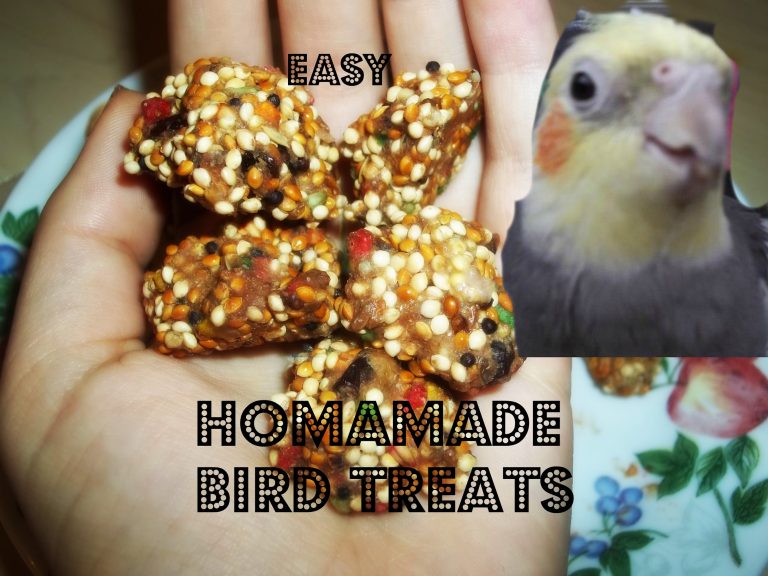 Homemade Treats for Your Bird Paco Parrot's Blog